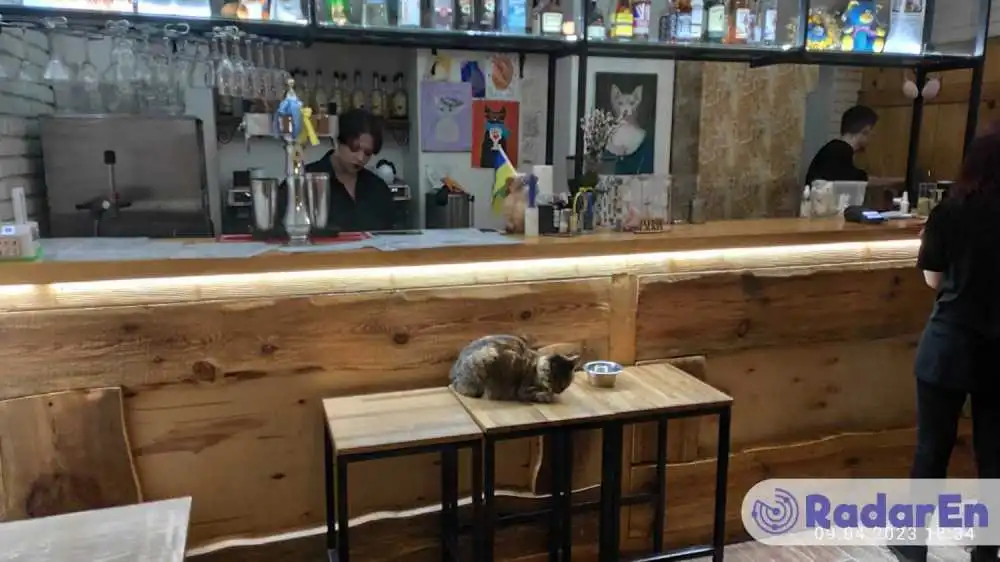 Cat cafe Lviv - Львів на RadarEn (РадарЕн)