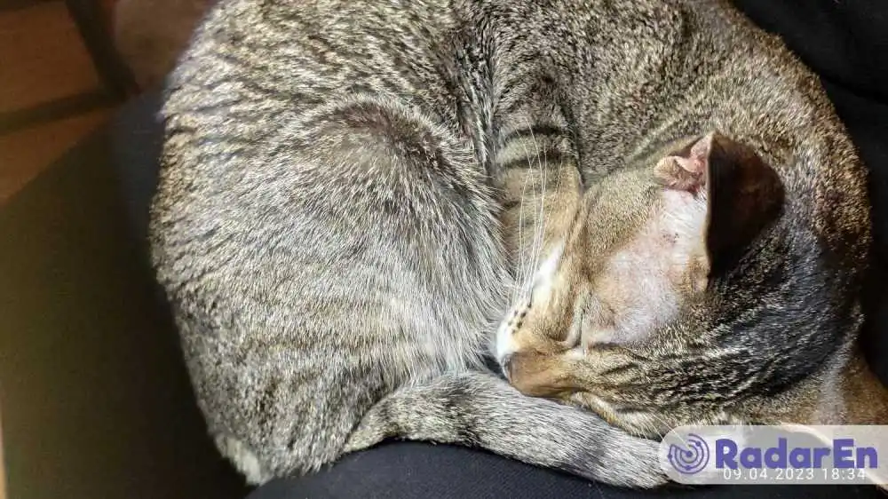 Cat cafe Lviv - Львів на RadarEn (РадарЕн)