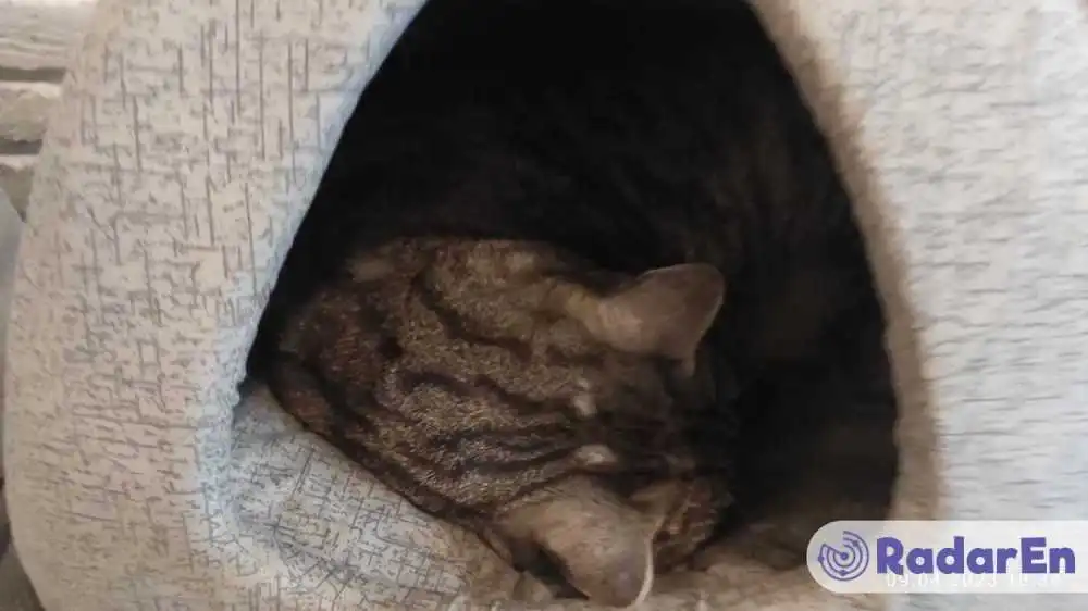 Cat cafe Lviv - Львів на RadarEn (РадарЕн)