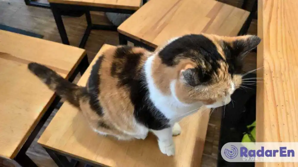 Cat cafe Lviv - Львів на RadarEn (РадарЕн)