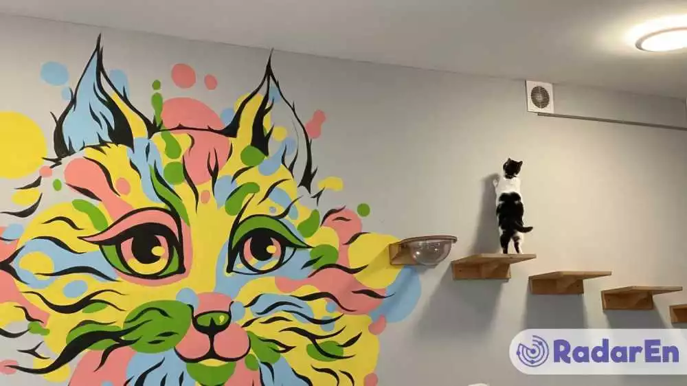 Котокафе Мама-Кішка - Івано-Франківськ на RadarEn (РадарЕн)