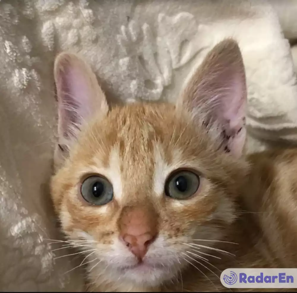 Ветеринарна клініка На Розумовській - Одеса на RadarEn (РадарЕн)