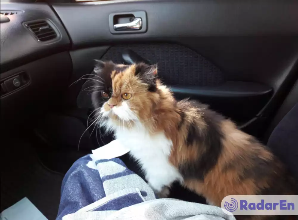 Ветеринарна клініка На Розумовській - Одеса на RadarEn (РадарЕн)