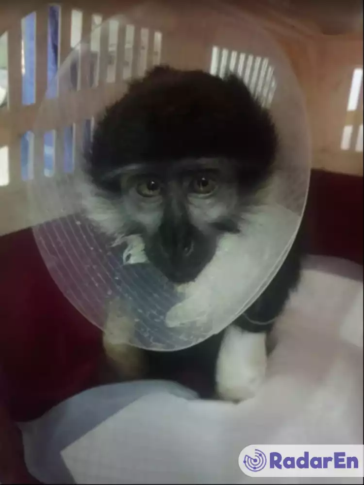 Ветеринарна клініка На Розумовській - Одеса на RadarEn (РадарЕн)