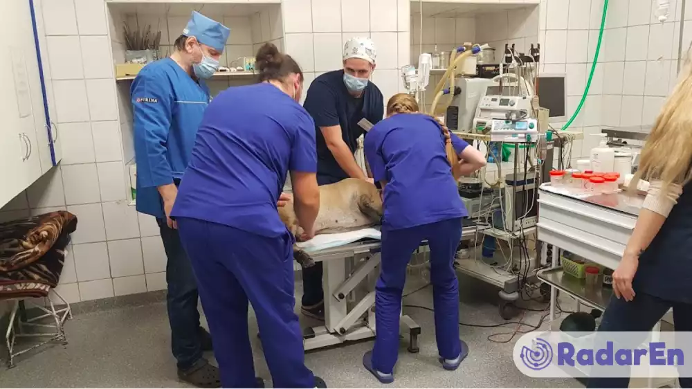 Ветеринарна клініка На Розумовській - Одеса на RadarEn (РадарЕн)