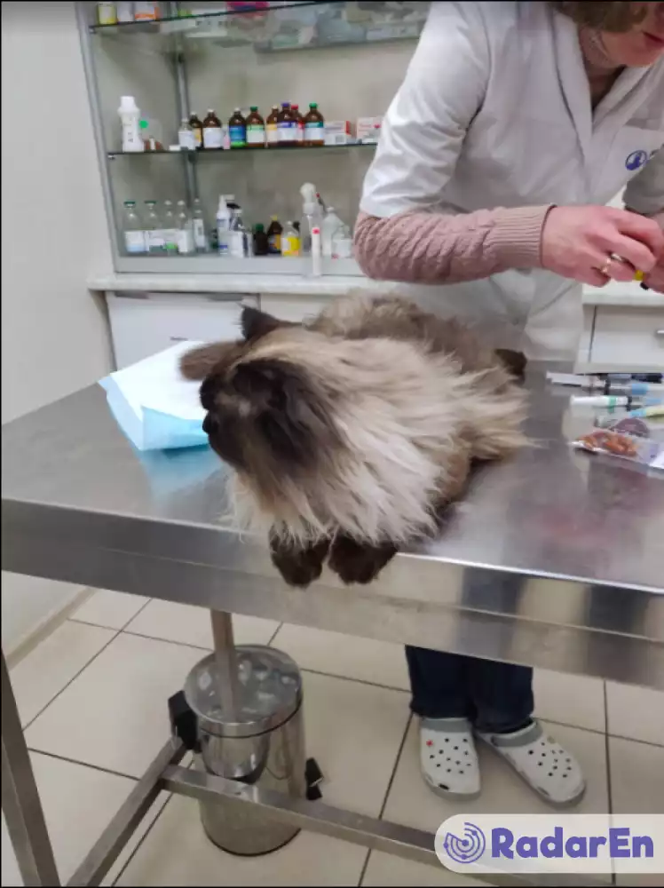 Ветеринарна клініка ВЕЛЕС VET - Миколаїв на RadarEn (РадарЕн)