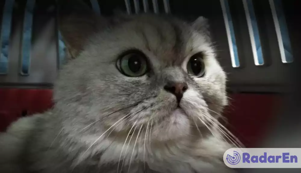 Ветеринарна клініка VetCityPets - Київ на RadarEn (РадарЕн)