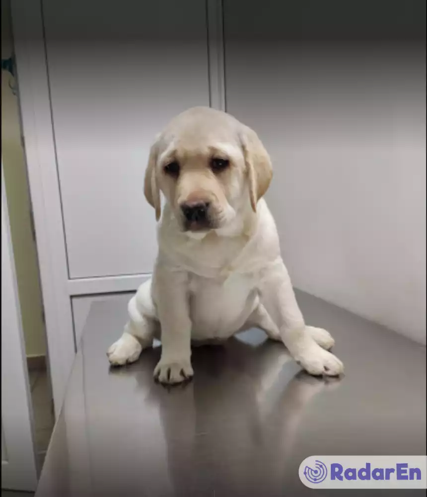Ветеринарна клініка VetCityPets - Київ на RadarEn (РадарЕн)
