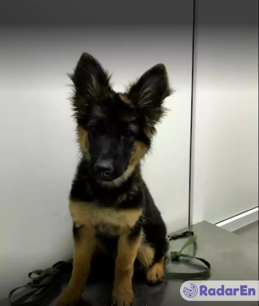 Ветеринарна клініка VetCityPets - Київ на RadarEn (РадарЕн)