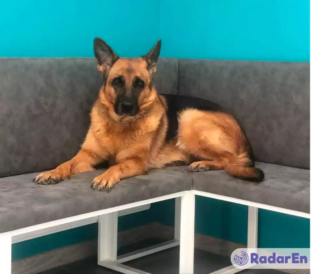 Ветеринарна клініка VetMedico - Тернопіль на RadarEn (РадарЕн)