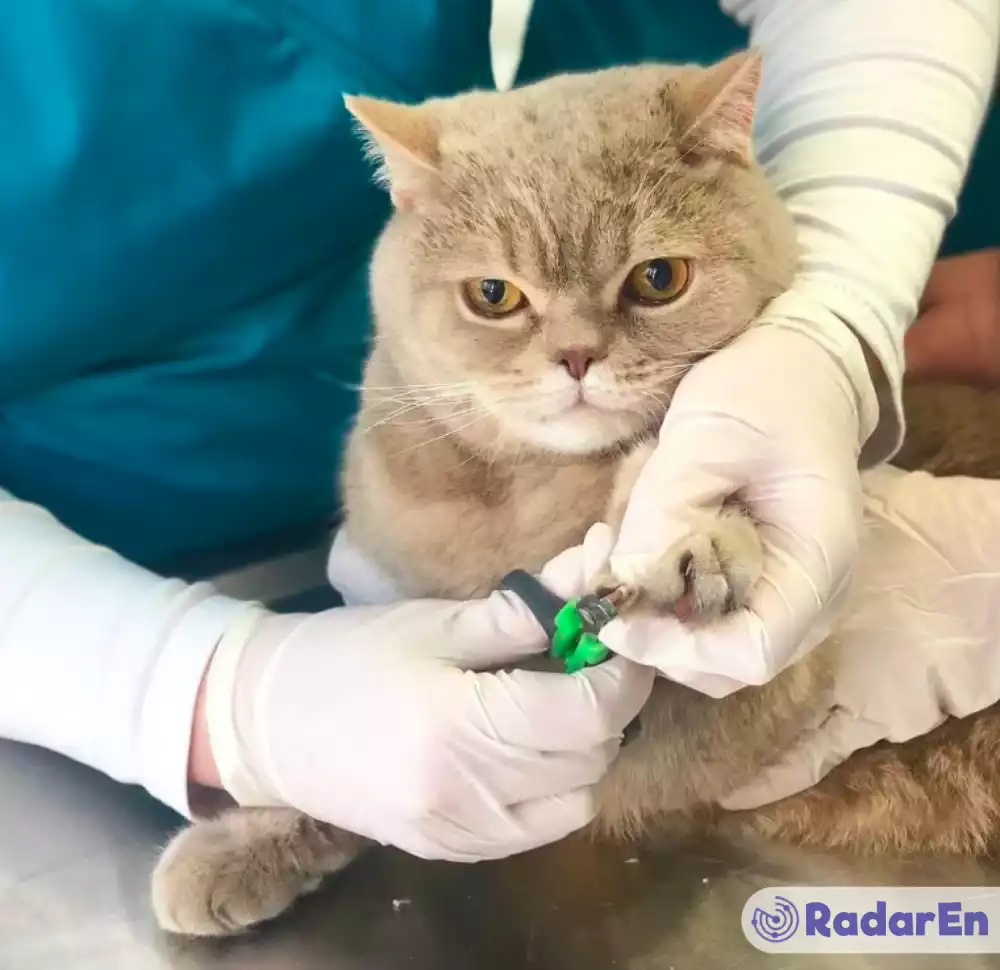 Ветеринарна клініка VetMedico - Тернопіль на RadarEn (РадарЕн)