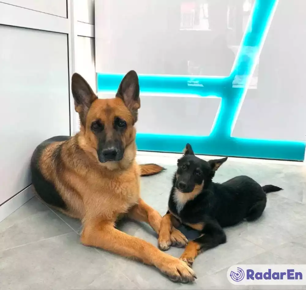 Ветеринарна клініка VetMedico - Тернопіль на RadarEn (РадарЕн)